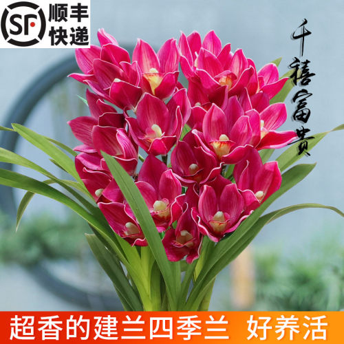 兰花苗建兰四季兰千禧富贵
