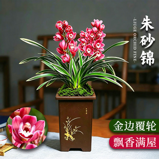 金边兰花苗大花蕙兰朱砂锦冬带花苞好养活室内名贵花卉绿植盆栽