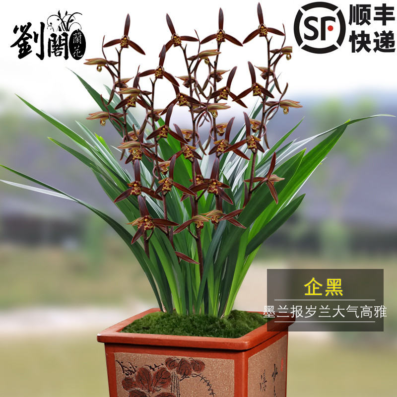 兰花苗墨兰报岁兰草企黑