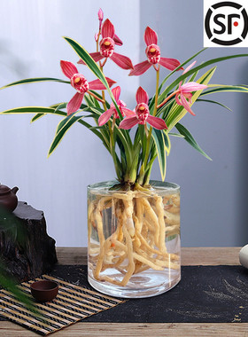 千禧红可水培的兰花 金边兰花苗 好养易活室内外花卉绿植盆栽