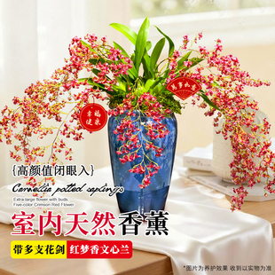 香水文心兰现带超多花苞出售 梦香兰花苗浓香花卉室内外绿植盆栽