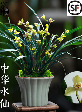 兰花苗中华水仙超香建兰夏带花苞出售好养年宵花室内绿植花卉盆栽