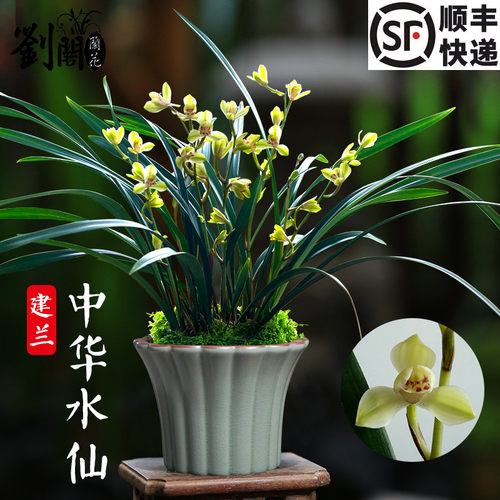 兰花苗中华水仙夏带花苞梅瓣精品