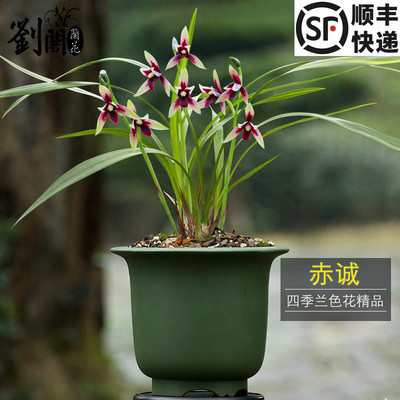 刘阁兰花苗 四季兰名贵品种红素花赤诚 现带花苞出售高档花卉盆栽