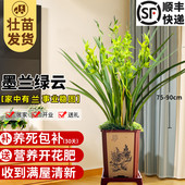 兰花苗墨兰报岁兰 绿云 现带花苞出售室内外庭院好养绿植花卉盆栽