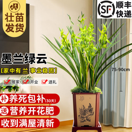 兰花苗墨兰报岁兰绿云现带花苞