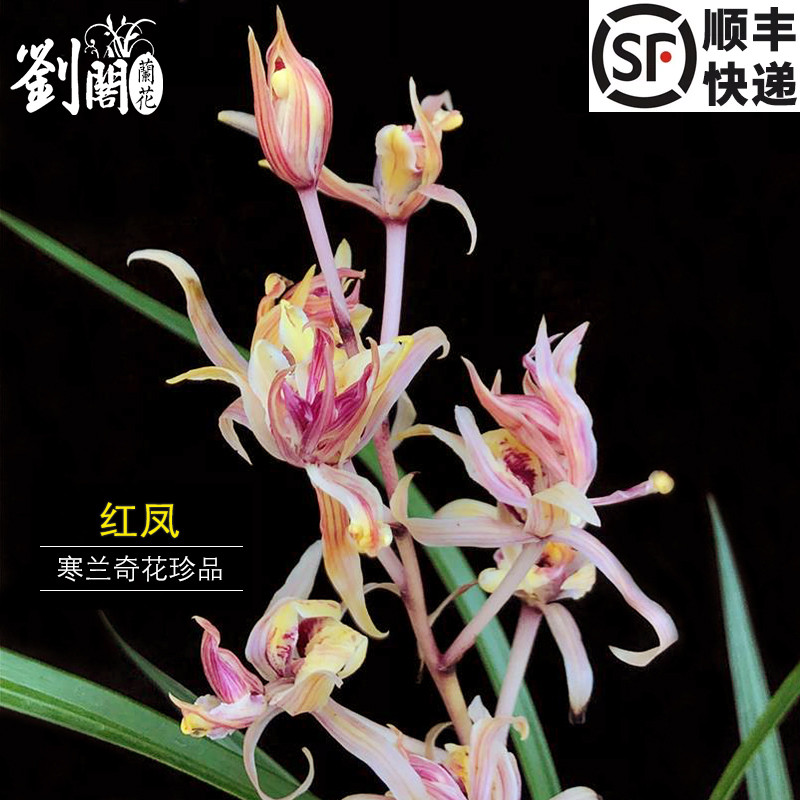 兰花苗寒兰红凤奇花室内花卉