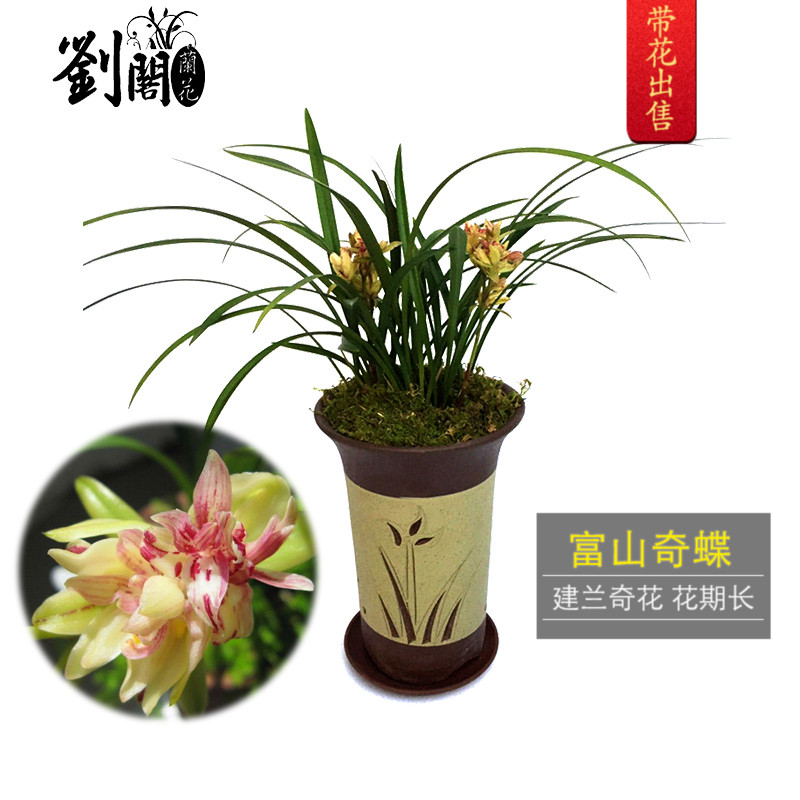 刘阁兰花苗 富山奇蝶 现带浓香花苞出售 建兰四季兰室内花卉盆栽11-08新券