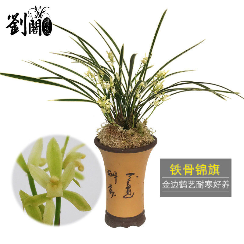 刘阁兰花苗 大金边鹤艺 铁骨锦旗 建兰四季兰草 夏带超多花苞出售