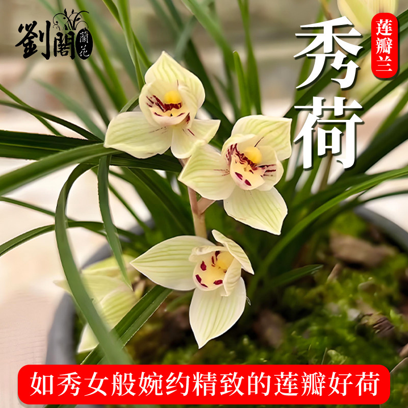刘阁兰花苗秀荷 云南莲瓣兰名品矮草荷瓣原生种室内盆栽花卉绿植