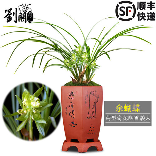 春兰带花苞好养易活盆栽包邮