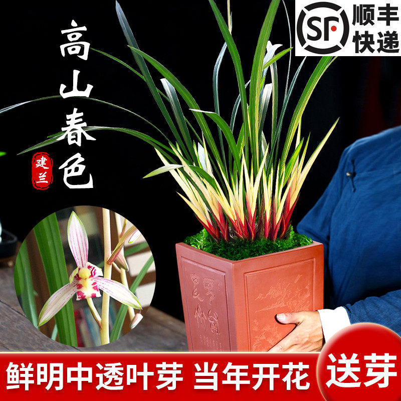 中透艺复色夏带花苞好养阳台建兰图片