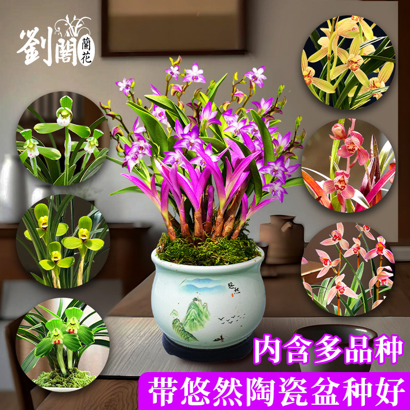 兰花苗盆栽花卉 建兰石斛兰 带高雅陶瓷盆栽种好室内浓香绿植盆景,鲜花速递/花卉仿真/绿植园艺,时令草本花卉,淘宝优惠券,粉丝福利购,淘宝优惠卷