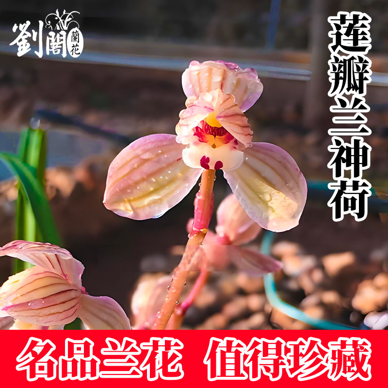 刘阁兰花苗莲瓣兰神荷当年开花阳台花卉客厅浓香绿植