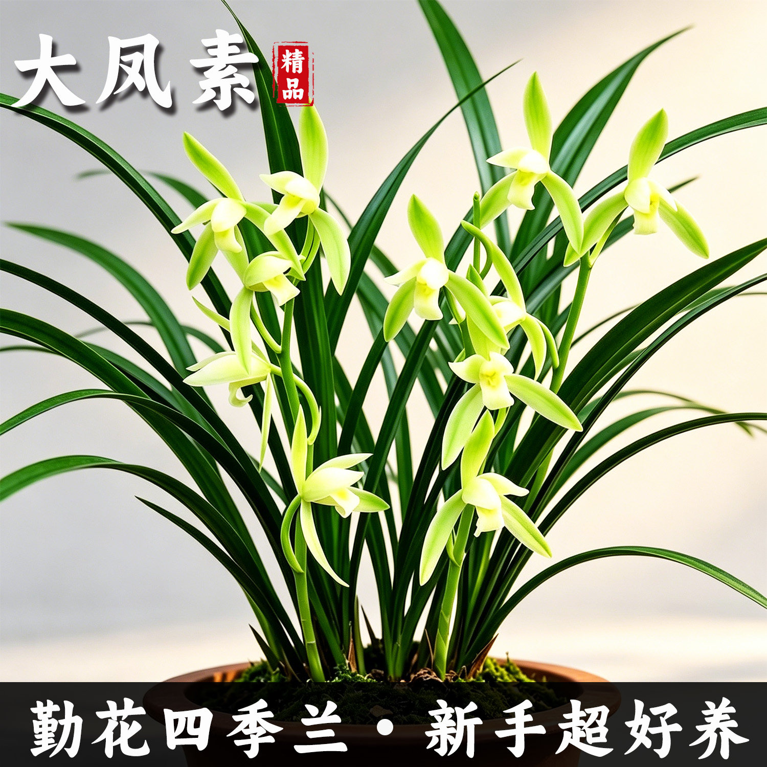 建兰大凤素浓香带苞易养盆栽图片