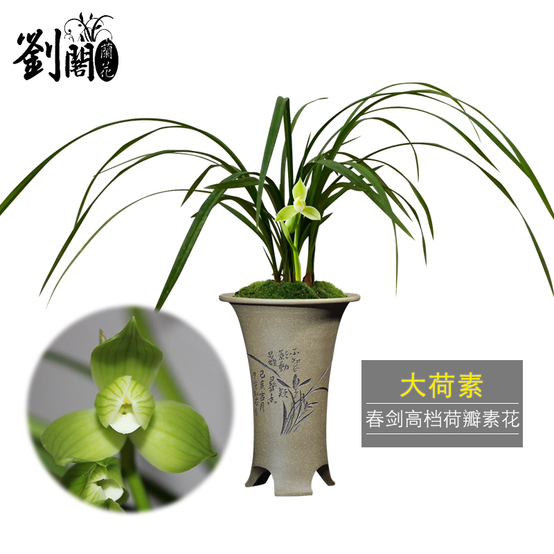 刘阁兰花春剑大荷出售绿植荷瓣