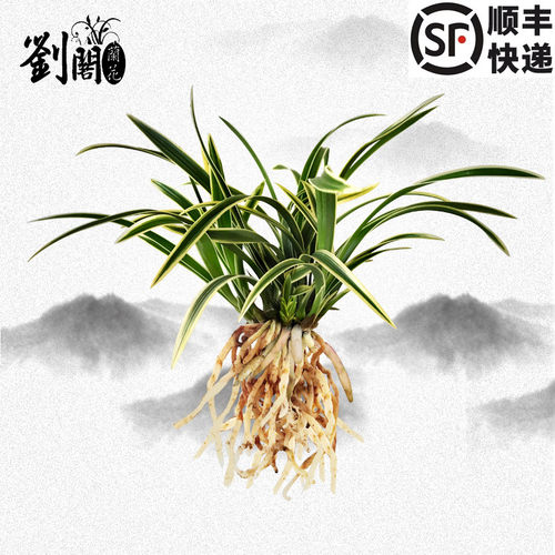 建兰矮种金边鹤艺天虹冠