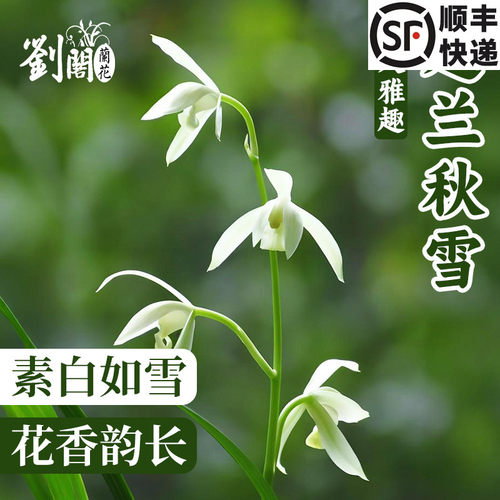 建兰秋雪兰花苗高档雪白花卉