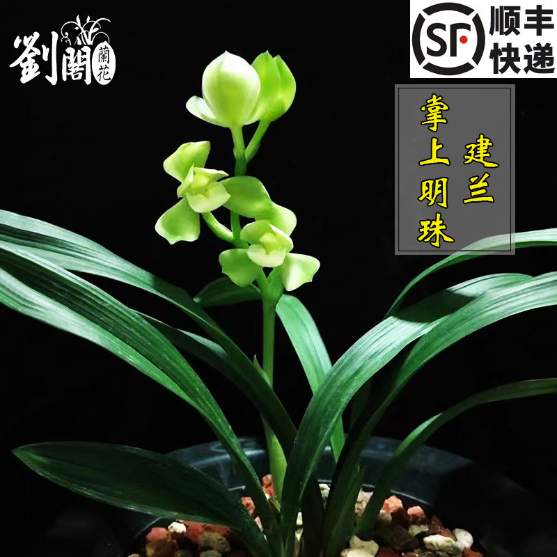 刘阁兰花名贵兰花建兰掌上明珠