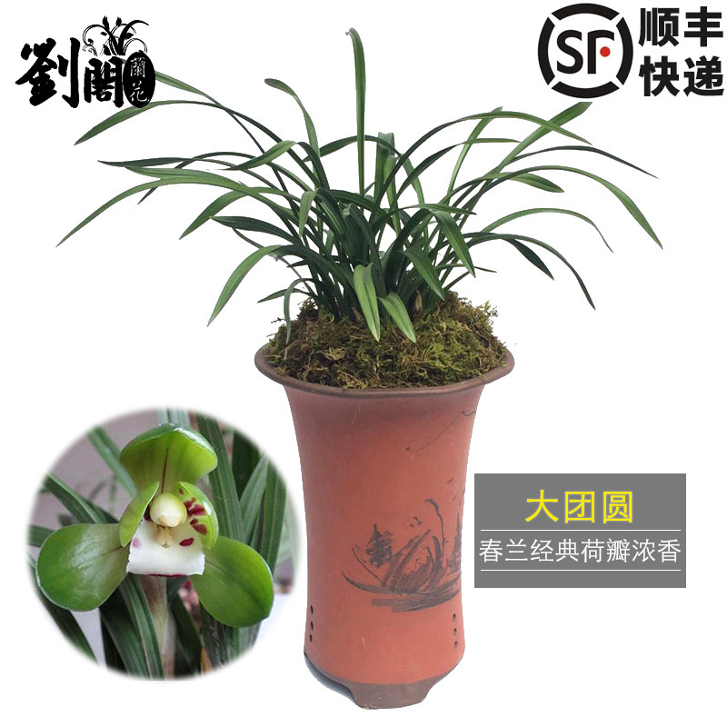 荷瓣大团圆盆栽兰花苗