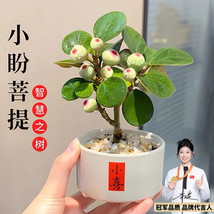 小盼菩提盆栽办公室桌面绿植客厅中式禅意摆件观叶菩提树盆景好养
