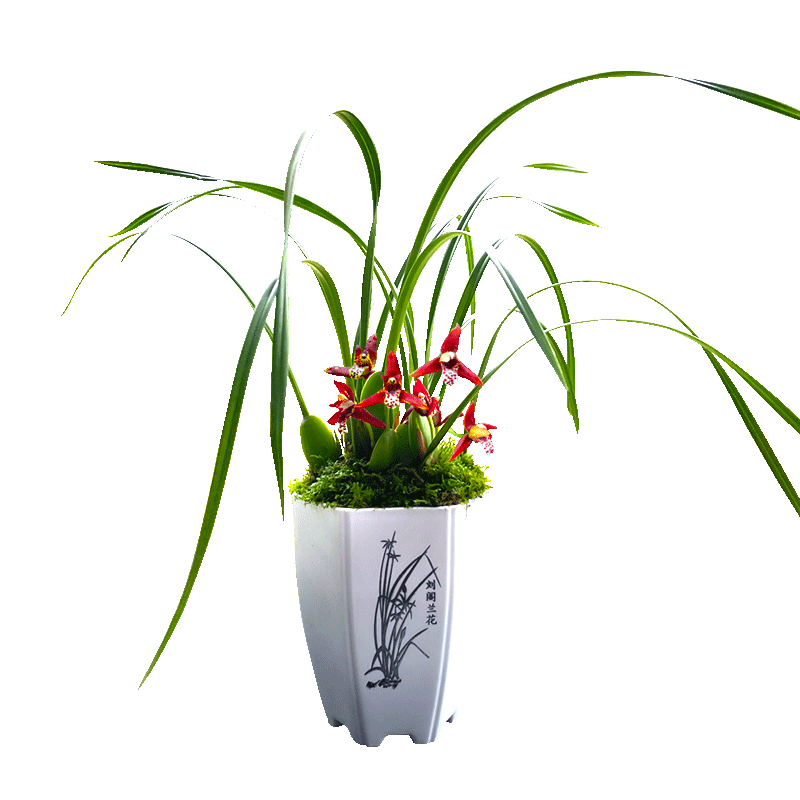 兰花苗香水咖啡兰冬带多花洋兰开花浓郁咖啡奶香好养室内绿植盆栽