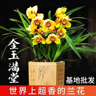 建兰名贵兰花苗金玉满堂夏带花苞 浓香好养易活花卉室内绿植盆栽