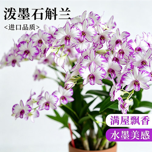泼墨秋石斛兰盆栽现带花苞