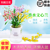 现带多支花出售 5色香水文心兰梦香水培植物室内外花卉绿植小盆栽