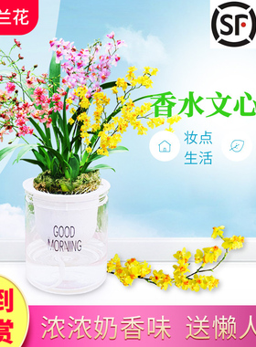 带多支花出售 多色香水文心兰梦香水培植物室内外花卉绿植小盆栽