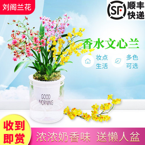 带超多花苞出售多色香水文心兰