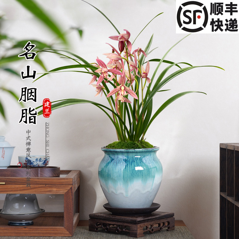 刘阁兰花苗 建兰名山胭脂 现带花苞出售室内外好养花卉盆栽绿植