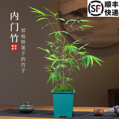 精致盆景内门竹修身养性