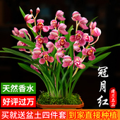 兰花苗盆栽四季 兰冠月红新手好养夏带花苞出售荷瓣浓香花卉绿植