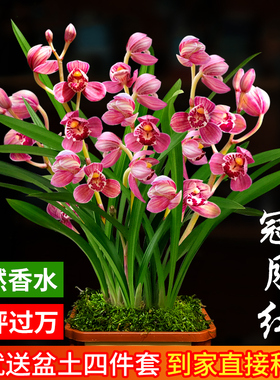 兰花苗盆栽四季兰冠月红新手好养夏带花苞出售荷瓣浓香花卉绿植