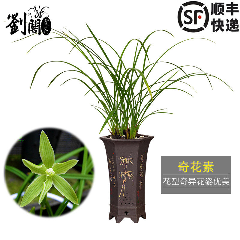 刘阁兰花瓣兰名品奇花素