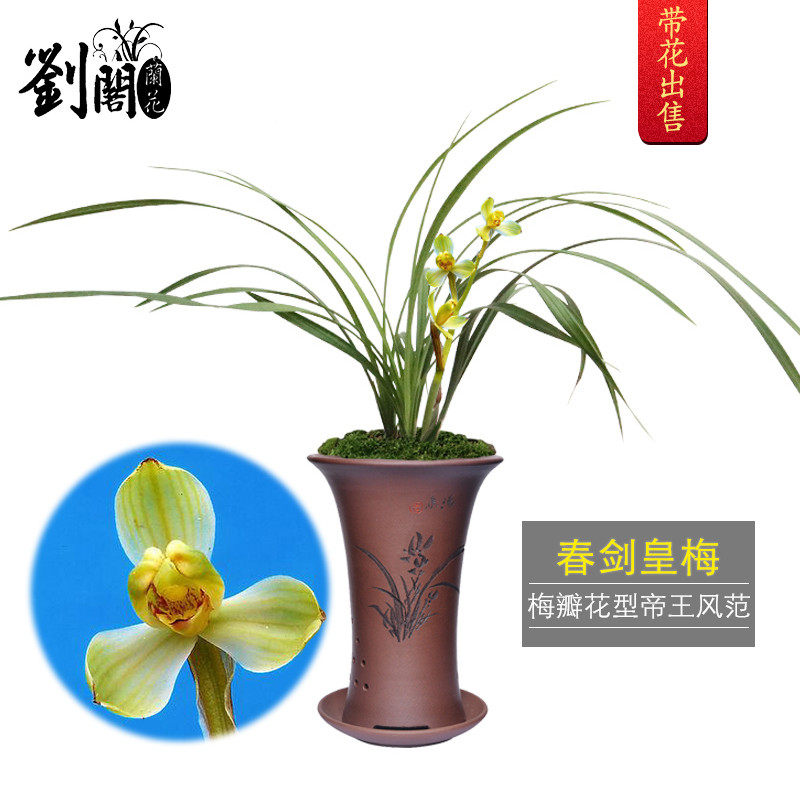 刘阁兰花苗浓香梅瓣春剑皇梅现带花苞出售盆栽阳台室内绿植物花卉
