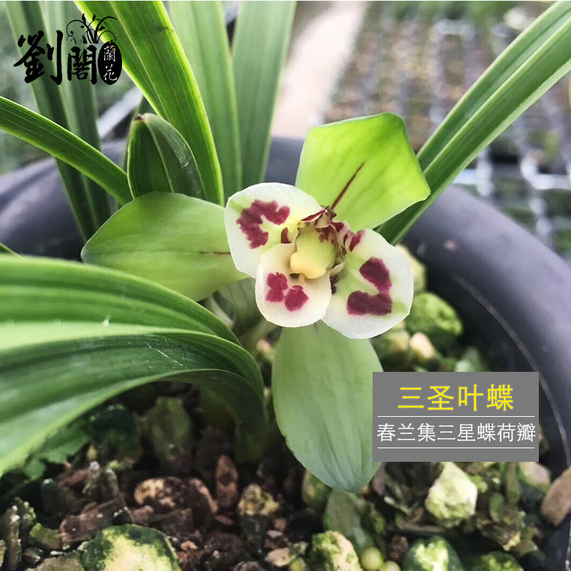 兰花苗盆栽 春兰荷瓣三星蝶 三圣叶蝶 冬带花苞出售室内绿植花卉