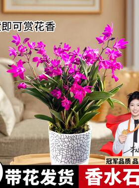 香水石斛兰花四季好养易活绿植浓香型石斛现带花苞绿植净化空气