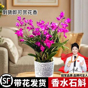 香水石斛兰花四季好养易活绿植浓香型石斛现带花苞绿植净化空气