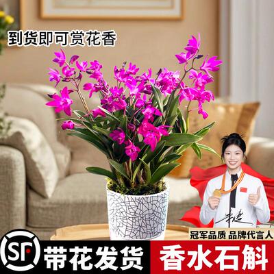 香水石斛现带花苞出售