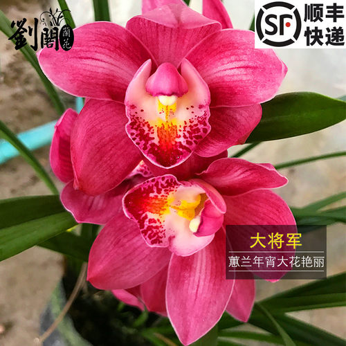 刘阁兰花红花大将军出售好养花卉