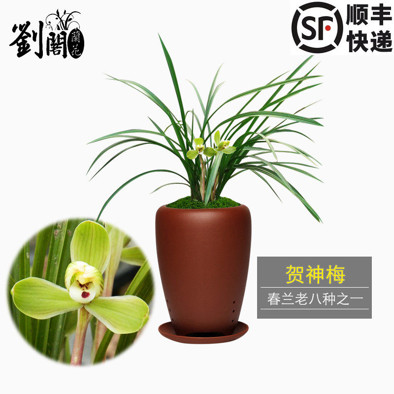 刘阁兰花苗 原生苗老种春兰 贺神梅 老八种之一 冬带花苞出售盆栽