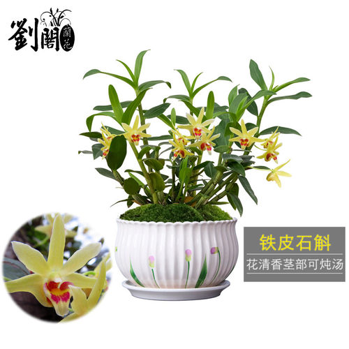 铁皮石斛好养易成活花卉绿植盆栽