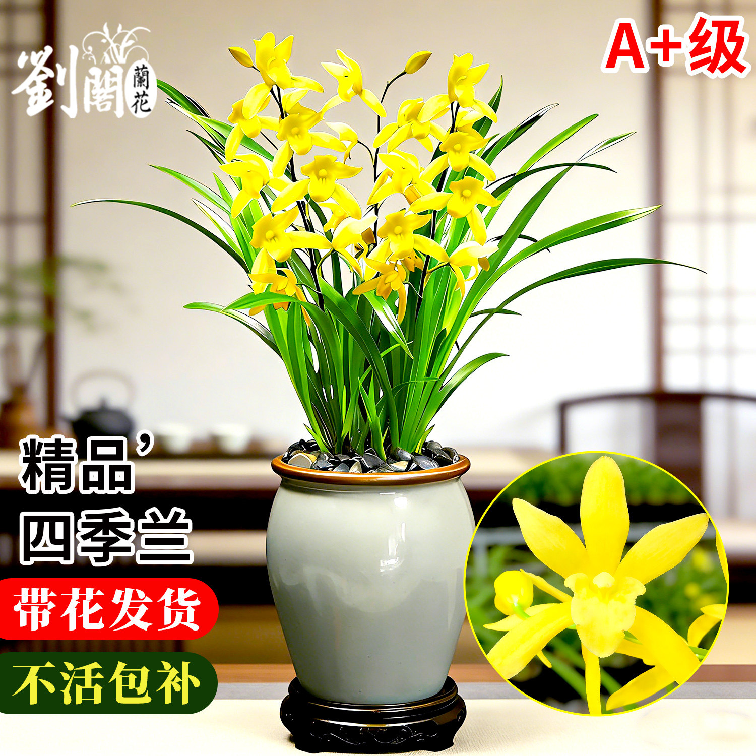 名贵兰花苗盆栽建兰四季兰流金岁月夏带花苞耐寒好养室内绿植花卉,鲜花速递/花卉仿真/绿植园艺,时令草本花卉,淘宝优惠券,粉丝福利购,淘宝优惠卷
