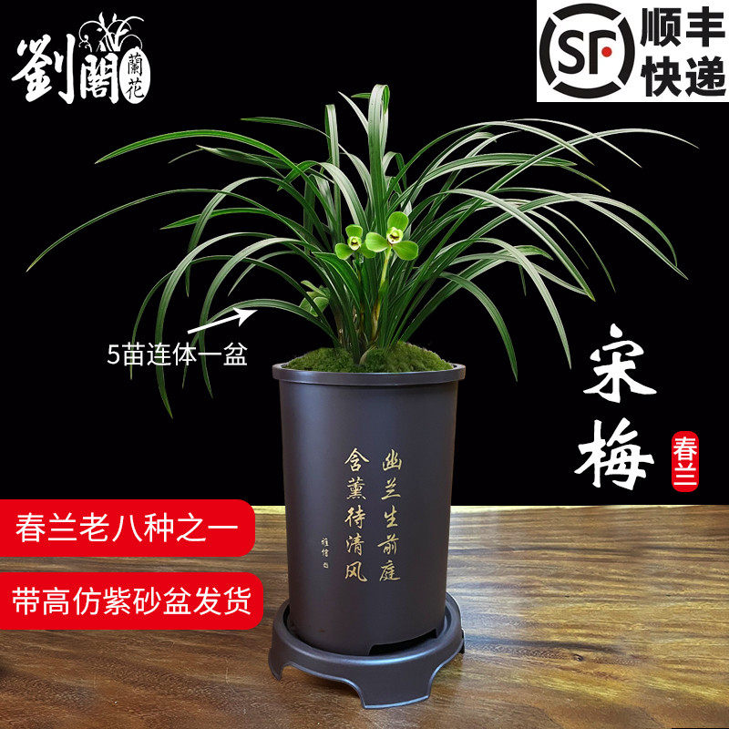 刘阁兰花苗 春兰老八种正品老种苗 宋梅冬带花苞好养花卉室内盆栽