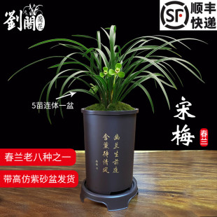 宋梅现带花苞好养花卉室内盆栽 老种苗 刘阁兰花苗 春兰老八种正品