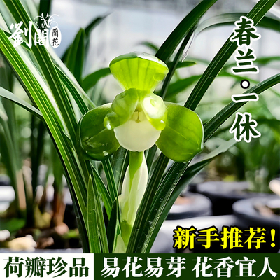 春兰老种一休浓香好养冬带花苞