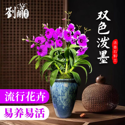 双色泼墨浓香易活易养