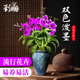 双色泼墨香水石斛兰花苗现带多花桌面精致盆栽好养花卉绿植